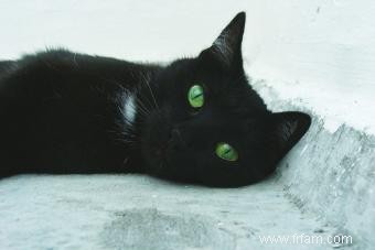 Mythes et faits sur les chats noirs 