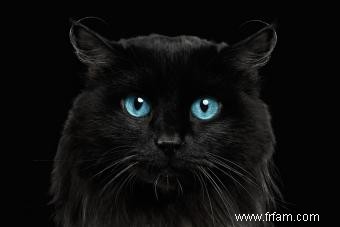 Mythes et faits sur les chats noirs 