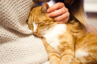 Raisons possibles pour lesquelles votre chat est soudainement affectueux avec vous 