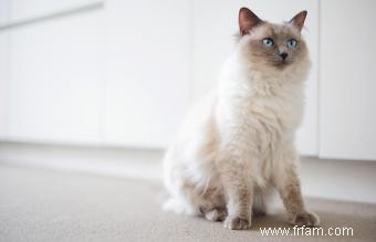 Répartition des prix des chats Ragdoll :combien coûtent-ils ? 