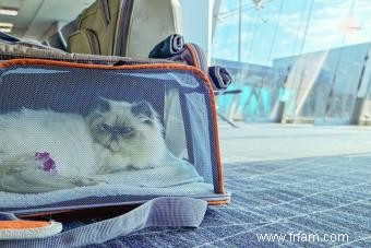 Les chats d assistance comme animaux de soutien émotionnel 