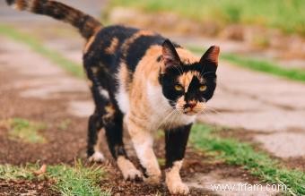 Qu est-ce qui rend les chats Calico mâles uniques ? Mythes contre faits 