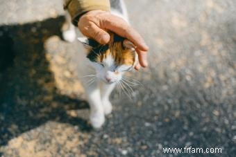 Qu est-ce qui rend les chats Calico mâles uniques ? Mythes contre faits 