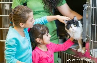 Où sont les meilleurs endroits pour acheter un chat ? 