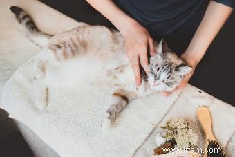 3 types de médecine holistique à essayer pour les chats 