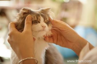 3 types de médecine holistique à essayer pour les chats 