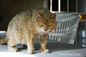 5 raisons pour lesquelles vous devriez vous inquiéter des parasites des chats 