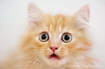 5 raisons pour lesquelles vous devriez vous inquiéter des parasites des chats 