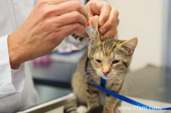 5 raisons pour lesquelles vous devriez vous inquiéter des parasites des chats 