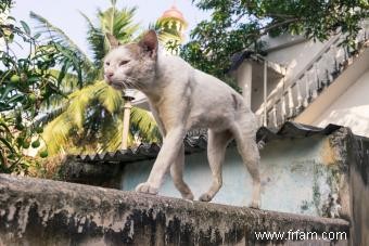 6 symptômes d un chat mourant 