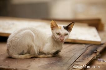 Un tableau de poids de chat que vous pouvez utiliser à la maison 