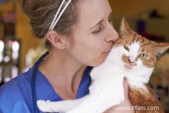 Les conseils d un vétérinaire pour les chats et la meilleure façon de s en occuper 