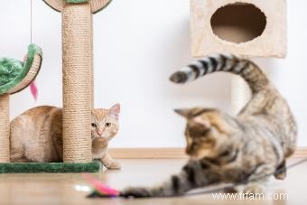 Meilleur moment pour stériliser les chats (et raisons pour lesquelles vous devriez) 