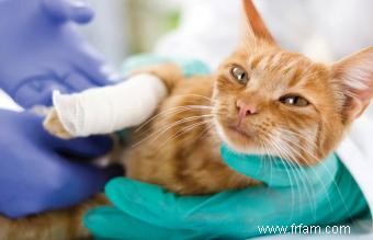 Symptômes d urgence du chat nécessitant des soins vétérinaires 