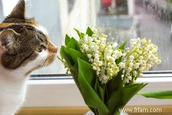 Chat vomissant un liquide clair :qu est-ce que cela signifie ? 