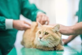 Vaccinations communes des chats et ce qu elles préviennent (avec calendrier) 