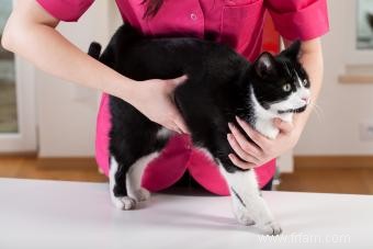 N ignorez pas ces symptômes de vers chez les chats 