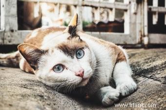 Conseils d experts sur les maladies des chats errants 