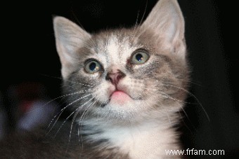 Traitement à base de plantes pour chat 