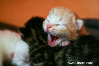 Combien de temps faut-il à un chat pour avoir des chatons ? 