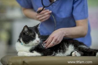 À quelle fréquence emmenez-vous un chat chez le vétérinaire ? Âge et autres facteurs 