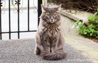 Comment déterminer un poids santé pour les chats 