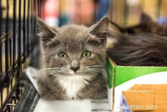 Comment aider un chat avec un conduit lacrymal bloqué 