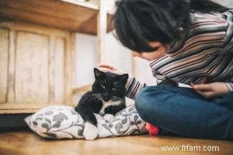 Soulagement de la douleur pour les chats :12 remèdes (de la médecine à l holistique) 