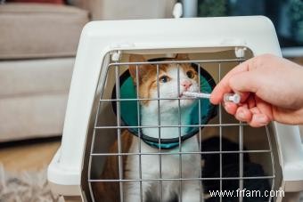 Soulagement de la douleur pour les chats :12 remèdes (de la médecine à l holistique) 