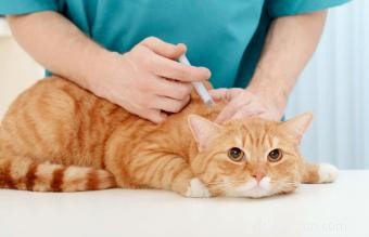 Effets secondaires du vaccin contre la rage chez les chats 