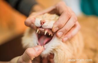 Raisons pour lesquelles mon chat perd des dents 