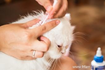 Remèdes maison simples pour les acariens des oreilles de chat 