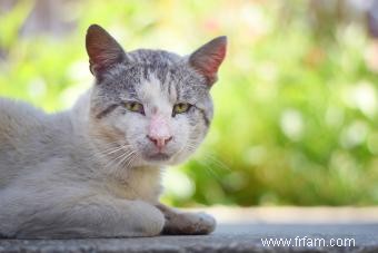 Signe révélateur qu un vieux chat est en train de mourir 