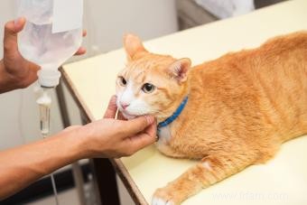 Signe révélateur qu un vieux chat est en train de mourir 