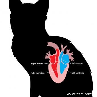 Comprendre les murmures du cœur du chat 