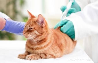 Chats vaccinés :effets secondaires et réactions 