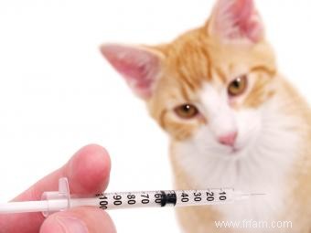 Chats vaccinés :effets secondaires et réactions 