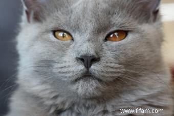 Pourquoi les yeux des chats changent-ils de couleur ? 