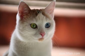 Pourquoi les yeux des chats changent-ils de couleur ? 