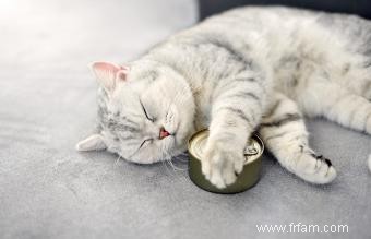 14 meilleurs aliments humides pour chats pour le chat le plus sain 