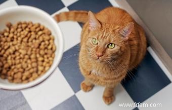 15 meilleurs aliments secs pour chats avec une nutrition optimale 