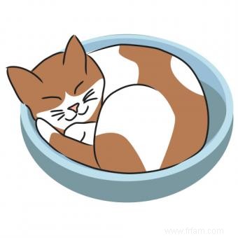 Clipart de chat que vous pouvez utiliser dès maintenant 