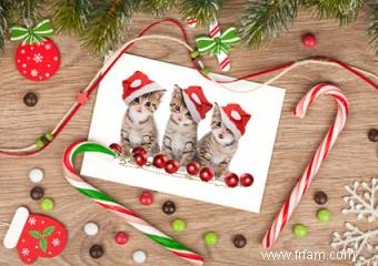 Où trouver des cartes de Noël avec des photos de chaton 