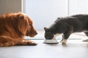 Stations d alimentation pour chats à l épreuve des chiens 