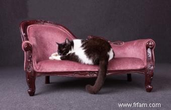 Options pour les lits et les meubles de luxe pour chats 