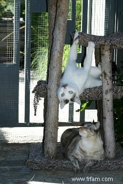 Conseils d experts sur la construction d enclos pour chats en plein air 