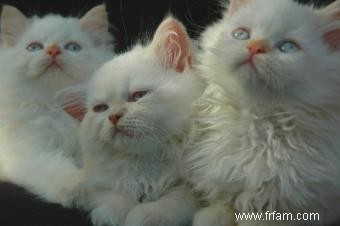 Chatons et chats himalayens Flame Point 