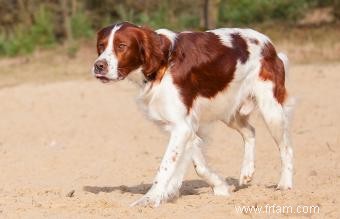 Plus de 100 noms de chiens irlandais amusants pour un chiot en pot d or 