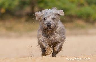 Plus de 100 noms de chiens irlandais amusants pour un chiot en pot d or 