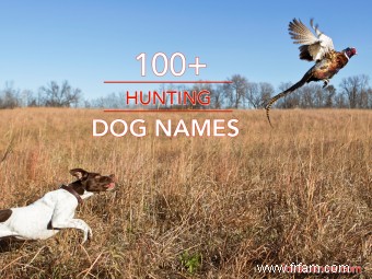 Plus de 100 noms de chiens de chasse pour votre compagnon intelligent 